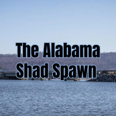 The Shad Spawn on Alabama Lakes