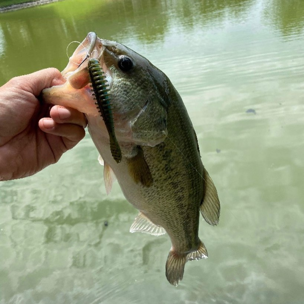 SKATERBAITS Darter